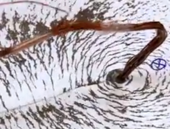 How to teach the electric motor effect